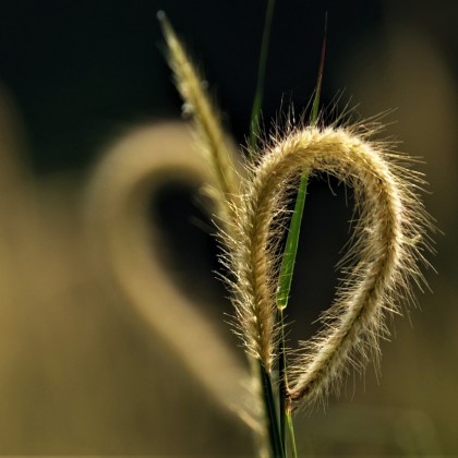 神奇狗尾草，天然保健力